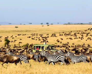 Best for safari Kenya or Tanzania