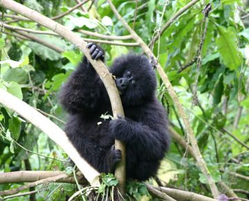 Gorilla trekking in Rwanda