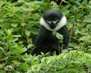 Colobus Monkey in Nyungwe Forest National Park