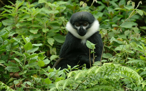 Colobus Monkey in Nyungwe Forest National Park