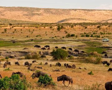 7 Days Masai Mara & Serengeti National Park Safari