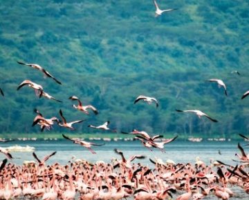 Lake Nakuru National Park