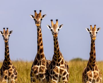 7 Days Uganda Wildlife Adventure