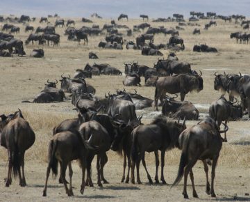 7 Days Serengeti Ngorongoro Lake Manyara