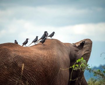 5 Days Kidepo Valley National Park And Sipi Falls Tour