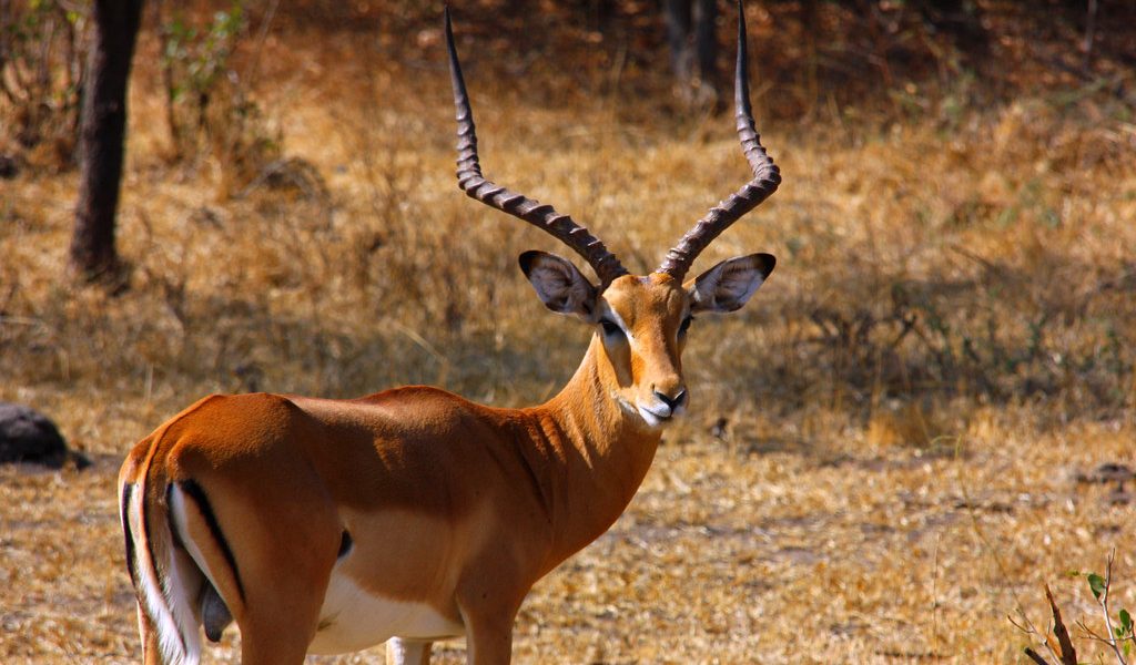 3 Days Lake Mburo National Park safari.