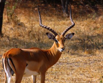 3 Days Lake Mburo National Park safari.