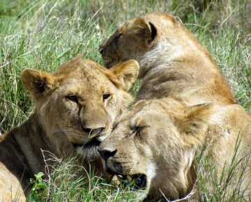 Serengeti National Park