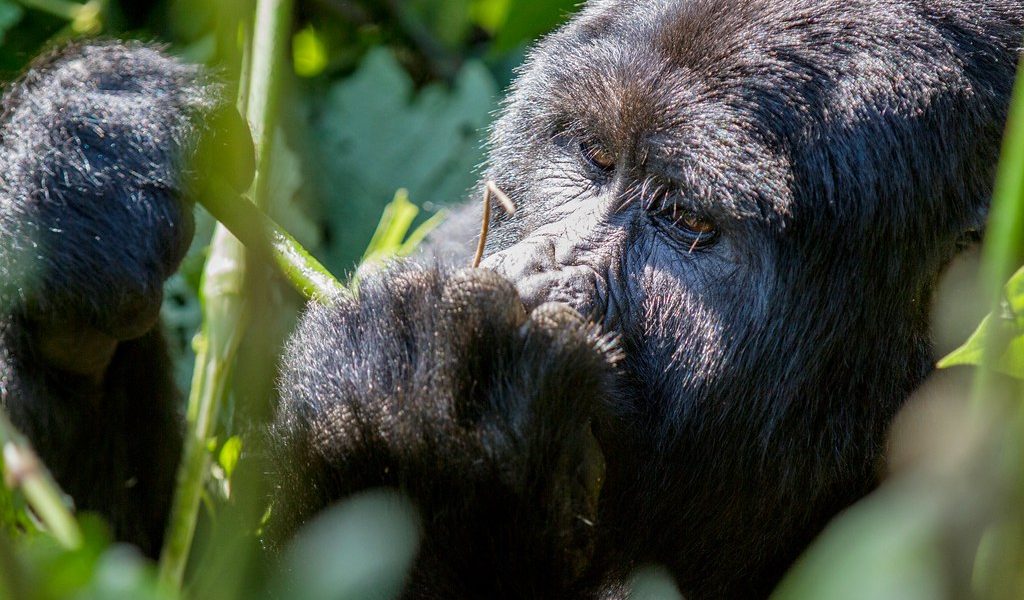 3 Days Gorilla Safari in Bwindi Impenetrable National Park