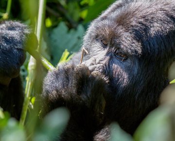 3 Days Gorilla Safari in Bwindi Impenetrable National Park