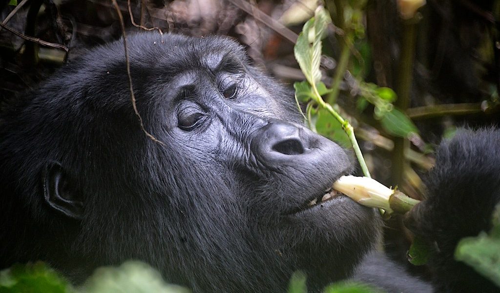 14 Days Uganda Gorillas Birding and Wildlife Safari