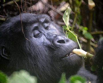 14 Days Uganda Gorillas Birding and Wildlife Safari