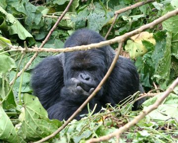 8 Days Rwanda Safari