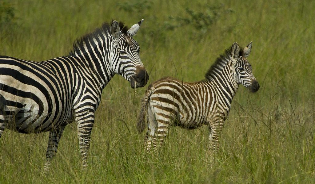 1 Day Lake Mburo National Park Safari