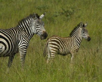 1 Day Lake Mburo National Park Safari