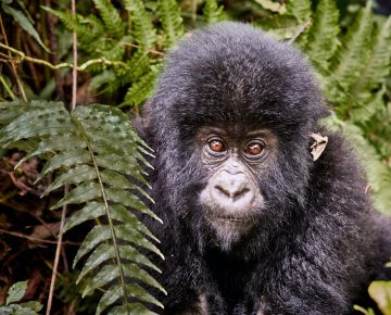 3 Days Congo Gorilla Tour From Kigali