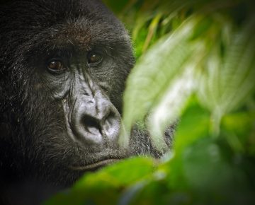 3 Days Congo Virunga Gorilla Safari