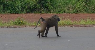 Bugungu Wildlife Reserve