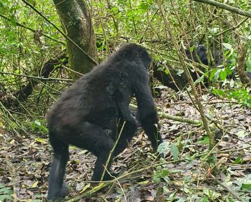 4 Days Uganda Double Gorilla Trekking