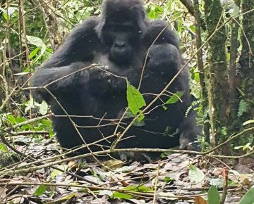 14 Days Uganda Gorilla Tracking Safari