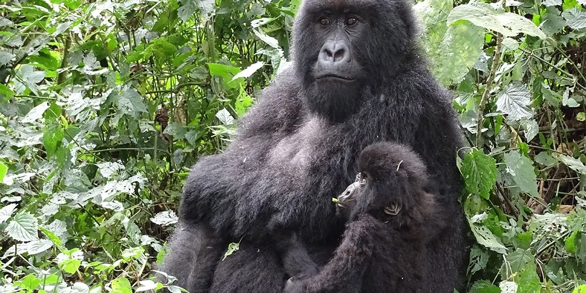 5 Days Rwanda Congo Gorilla Trekking Tour