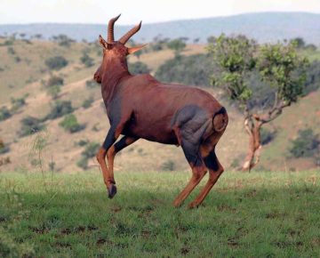 Ajai Wildlife Reserve