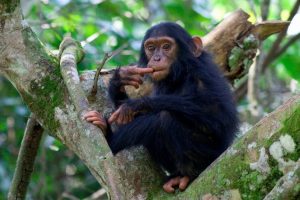 New Uganda Chimpanzee Trekking Permit Prices