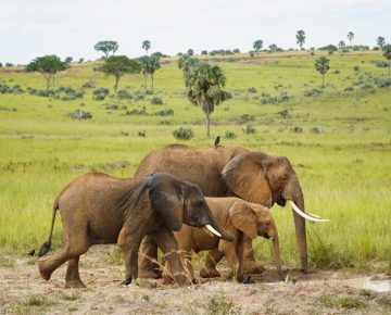 4 Day Tarangire and Serengeti Safari