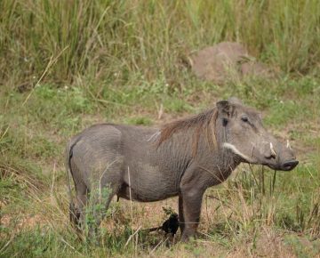 Kabwoya Wildlife Reserve