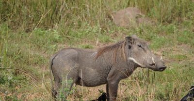 Kabwoya Wildlife Reserve