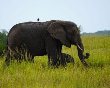 7 Days Best Uganda Gorilla and Game Viewing Tour