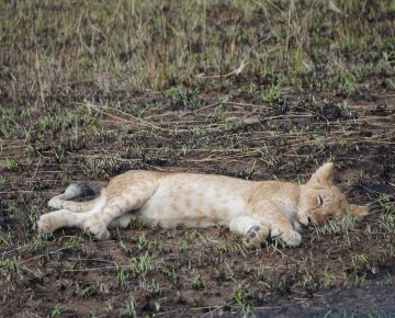 10 Days Masai Mara Gorilla & Chimpanzee Safari