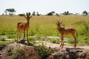 Tooro Semuliki Wildlife Reserve