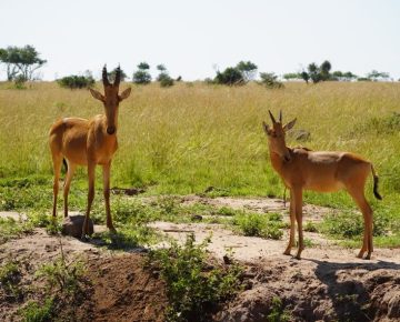 Tooro Semuliki Wildlife Reserve