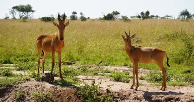 Tooro Semuliki Wildlife Reserve