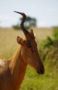 Ajai Wildlife Reserve