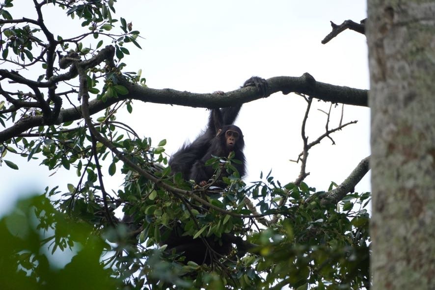 1 Day Ngamba Island Chimpanzee Sanctuary Tour