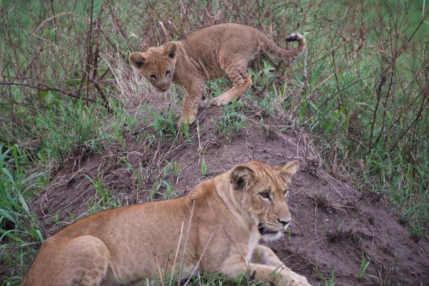 3 Days Masai Mara Safari