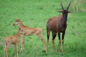 Lake Mburo National Park