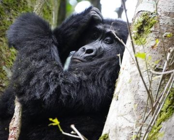 3 Days Gorilla Habituation safari from Entebbe.