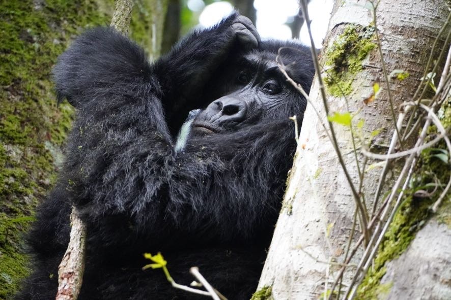 3 Days Gorilla Habituation safari from Entebbe.