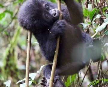 3 Days Bwindi gorilla trekking safari from Kampala