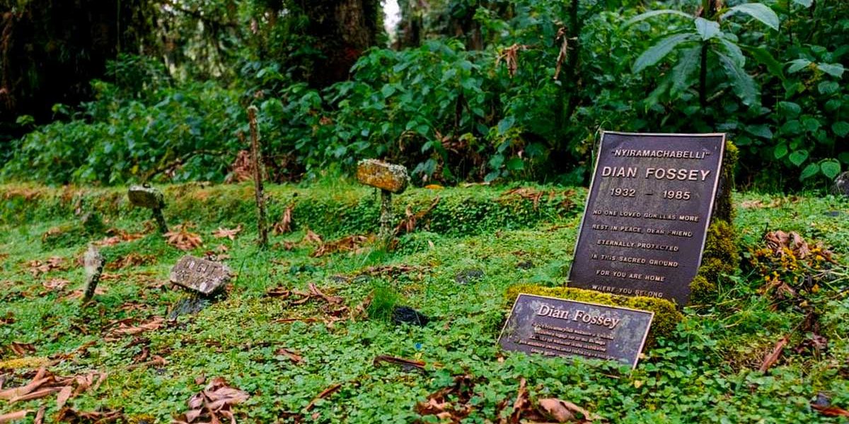 3 Days Gorilla Trekking & Dian Fossey Hike