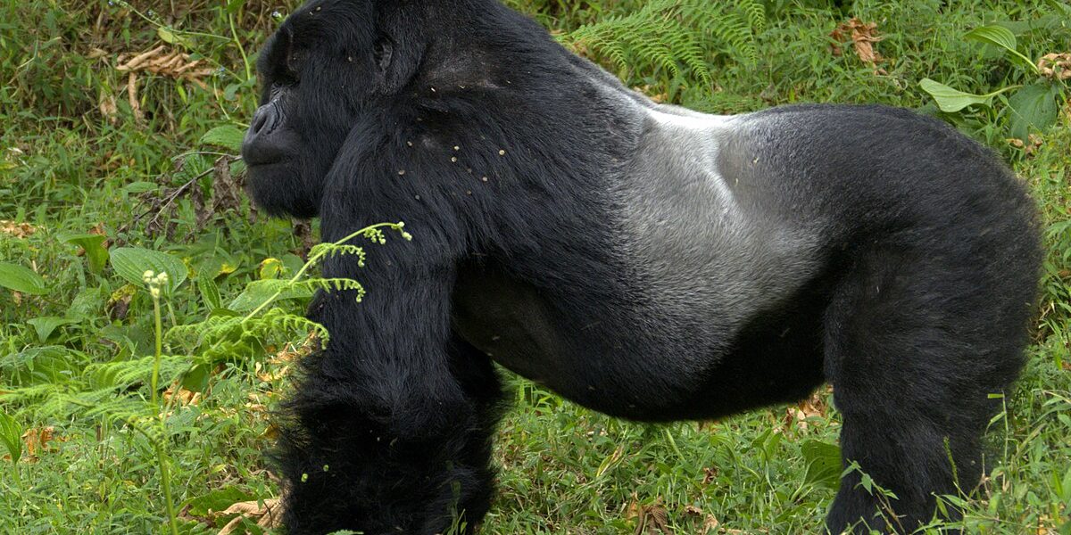 2 Days Congo Gorilla Trekking from Kigali