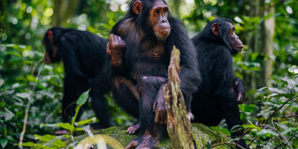 5 Days Chimpanzee and Gorilla Habituation Safari