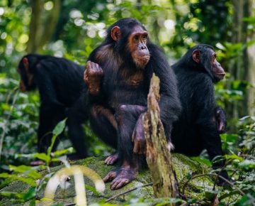 5 Days Chimpanzee and Gorilla Habituation Safari