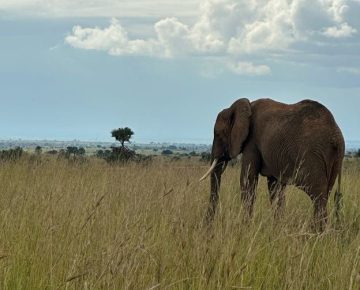 Amboseli National Park