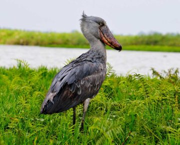 Mabamba Wetland