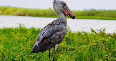 Mabamba Wetland