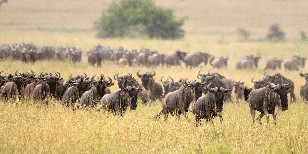 3 Days Tanzania Wildebeest Migration Safari